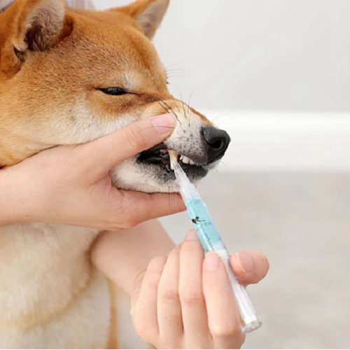 Pet's Teeth Health By Repairing and Preventing Disease-CQA9417479356712-564575 CQA9417479356712