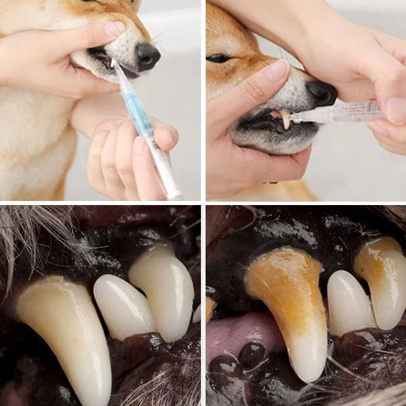 Pet's Teeth Health By Repairing and Preventing Disease-CQA9417479356712-564575 CQA9417479356712