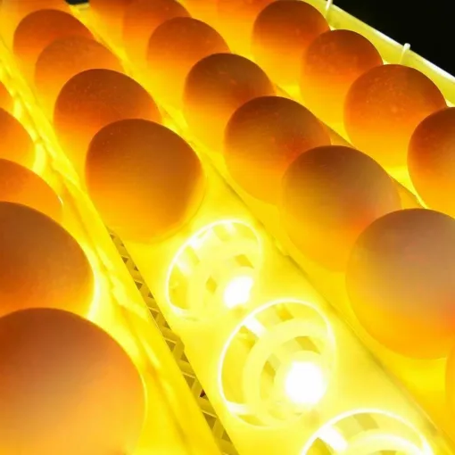 Premium Egg Incubator Automatic Chicken Quail Egg Hatcher 24 Eggs-CQA9417498689832-564575 CQA9417498689832